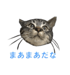 てぃぐるの気持ち（個別スタンプ：20）