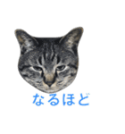 てぃぐるの気持ち（個別スタンプ：21）