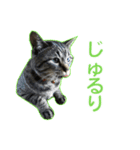 てぃぐるの気持ち（個別スタンプ：23）