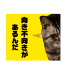 ちろるさんフォトスタンプ（個別スタンプ：4）