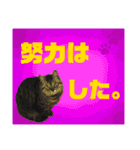ちろるさんフォトスタンプ（個別スタンプ：5）