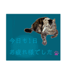 ちろるさんフォトスタンプ（個別スタンプ：7）