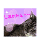 ちろるさんフォトスタンプ（個別スタンプ：11）