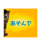 ちろるさんフォトスタンプ（個別スタンプ：24）