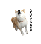 便利犬（個別スタンプ：1）