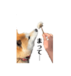 便利犬（個別スタンプ：2）