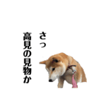 便利犬（個別スタンプ：4）