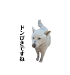 便利犬（個別スタンプ：5）