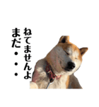 便利犬（個別スタンプ：6）
