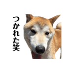 便利犬（個別スタンプ：8）