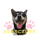 くろ柴犬スタンプ（個別スタンプ：1）