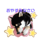 くろ柴犬スタンプ（個別スタンプ：2）