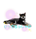 くろ柴犬スタンプ（個別スタンプ：3）