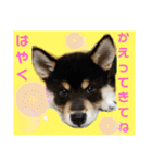 くろ柴犬スタンプ（個別スタンプ：4）