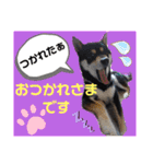 くろ柴犬スタンプ（個別スタンプ：5）