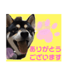 くろ柴犬スタンプ（個別スタンプ：6）