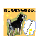 くろ柴犬スタンプ（個別スタンプ：7）