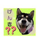 くろ柴犬スタンプ（個別スタンプ：8）