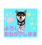 くろ柴犬スタンプ（個別スタンプ：9）