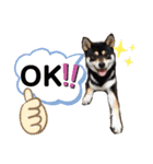 くろ柴犬スタンプ（個別スタンプ：10）