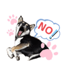 くろ柴犬スタンプ（個別スタンプ：11）