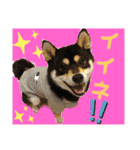 くろ柴犬スタンプ（個別スタンプ：12）