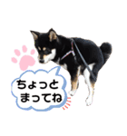 くろ柴犬スタンプ（個別スタンプ：13）