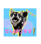くろ柴犬スタンプ（個別スタンプ：15）