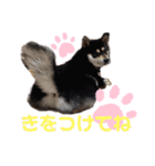 くろ柴犬スタンプ（個別スタンプ：16）