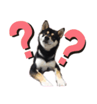 くろ柴犬スタンプ（個別スタンプ：17）