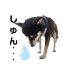 くろ柴犬スタンプ（個別スタンプ：20）