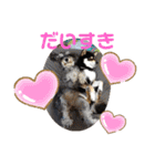 くろ柴犬スタンプ（個別スタンプ：21）