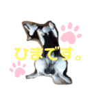 くろ柴犬スタンプ（個別スタンプ：23）