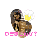 くろ柴犬スタンプ（個別スタンプ：24）