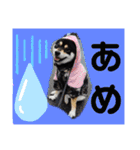 くろ柴犬スタンプ（個別スタンプ：25）