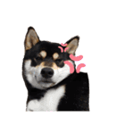 くろ柴犬スタンプ（個別スタンプ：26）