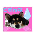くろ柴犬スタンプ（個別スタンプ：27）