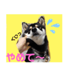 くろ柴犬スタンプ（個別スタンプ：28）