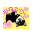 くろ柴犬スタンプ（個別スタンプ：30）