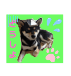 くろ柴犬スタンプ（個別スタンプ：31）
