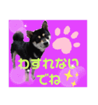 くろ柴犬スタンプ（個別スタンプ：32）