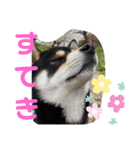 くろ柴犬スタンプ（個別スタンプ：34）