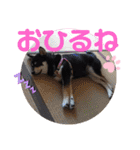 くろ柴犬スタンプ（個別スタンプ：35）
