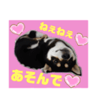 くろ柴犬スタンプ（個別スタンプ：36）