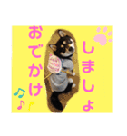 くろ柴犬スタンプ（個別スタンプ：37）