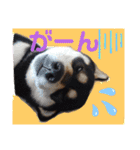 くろ柴犬スタンプ（個別スタンプ：38）