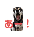 くろ柴犬スタンプ（個別スタンプ：39）