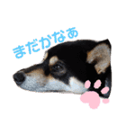 くろ柴犬スタンプ（個別スタンプ：40）