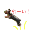 ヨークシャーテリアのルーク（個別スタンプ：3）