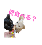 うちのネコちゃん (1)（個別スタンプ：1）